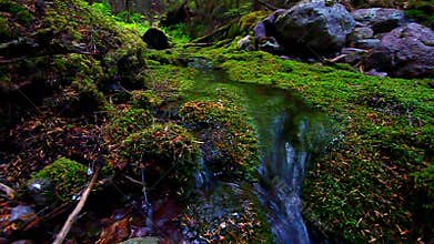 Moss Covered Forest and Stream