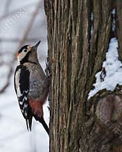 Great Spotted Woodpecker Searching for Food in Winter