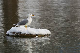 Seagull Resting on a Artesian Fountain Covered by Snow