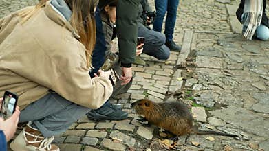 PRAGUE, CZECH, JANUARY 7, 2026: Cute nutria coypu Myocastor coypus spiny muskrats happy smiling tourist people are taking video or