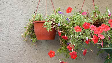 Bright flowers hang from pots on a gray wall