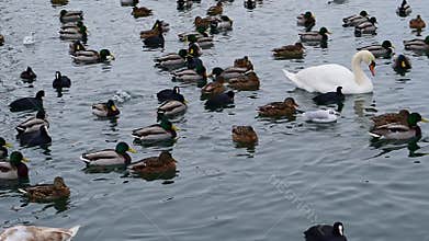 Wild birds of Ukraine in winter: mute swan (Cygnus olor), mallard (Anas platyrhynchos),