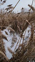 Serene winter scene of a frozen lake with thin ice layers, bubbles beneath, dry reeds emerging, snow patches on edges