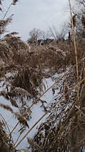 Serene winter scene of a frozen lake with thin ice layers, bubbles beneath, dry reeds emerging, snow patches on edges