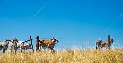 Beef Cattle on the Horizon