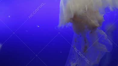 Group of Jellyfish floating in blue background