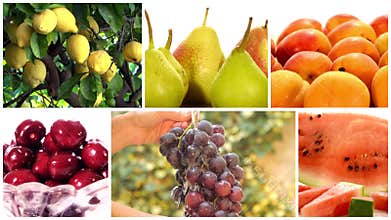 Various fruits and fruit trees collage