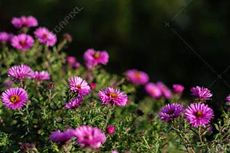 Freshness flowers