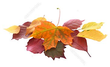 Pile of colorful autumn and fall leaves