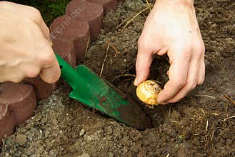 Bulb plant 07