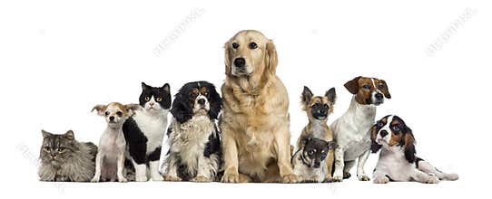 Group of Dogs and a cat