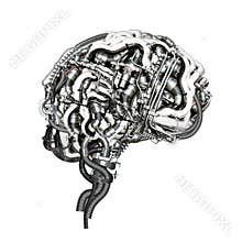 Brain
