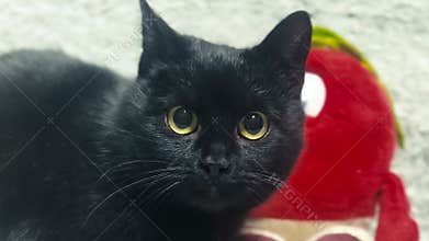 Black cat close up. Homeless cat at animal centre. Cat waiting for adoption