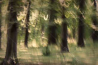 Abstract Forest