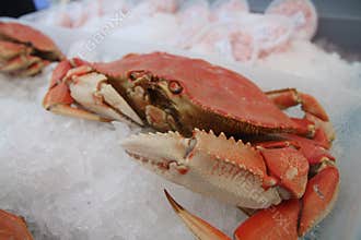Crab on ice at farmers market