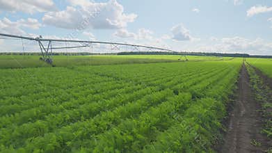 Vibrant and lush green carrots crop field under sustainable irrigation practices for maximum yield