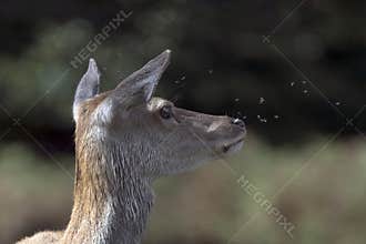 Young deer surrounded by flies