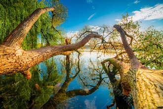 Willow Reflections on Calm Lake Beneath Blue Sky and Sunlight