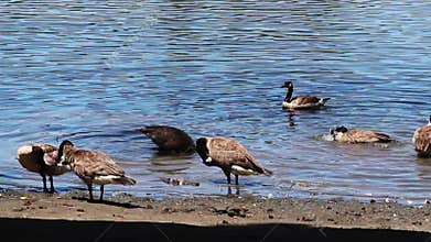 Small Group Of Canada Geese In Lake Preening