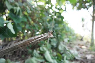 a wasp on a tree trunk