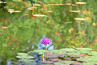 Pink water lily , Nymphaea , on green leaves in a pond