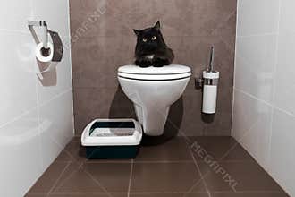 Black cat on the toilet