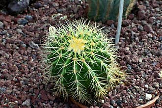 Barrel Cactus (Echinocactus grusonii) , Golden Barrel Cactus