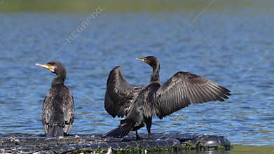 Great Cormorant in in southern Sweden