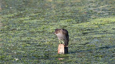 Common Moorhen in a small lake in Skane Sweden