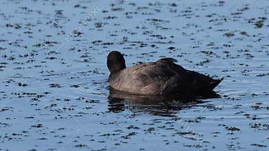 Eurasian Coot in a small lake in Skane Sweden