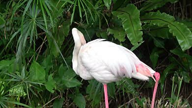 A flamingo is preening its feathers.