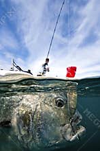 Fishing For Giant Trevally - Popping