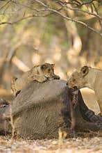 Lion cub and Lioness on African Elephant calf carcass