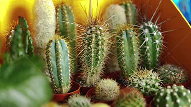 Diverse collection of cacti in pots displayed in a colorful arrangement under bright lighting