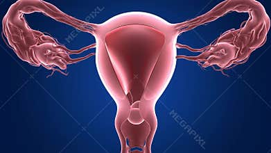 Detailed anatomical 3D render of human female reproductive system with uterus, fallopian tubes and ovaries shown in medical