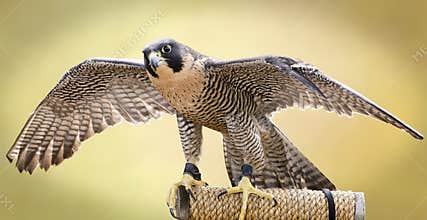 Peregrine Falcon