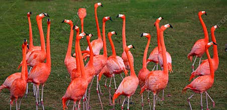 Dancing Red Flamingo