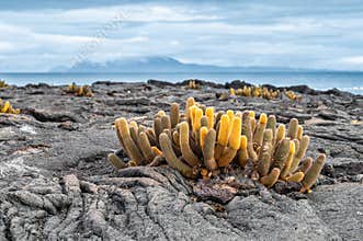 Lava Cactus on Fernandina Island, Galapagos