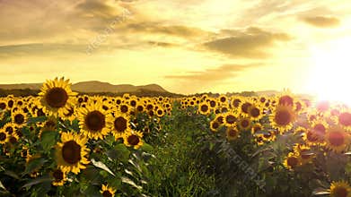 Walking Thru a Sunflower Field. Seamless Loop