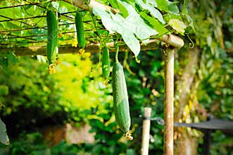 Towel gourd (Luffa acutangula)