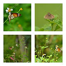 Butterfly Collage