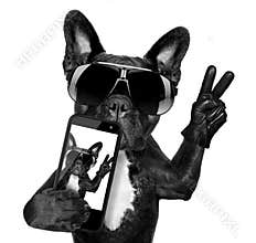 Selfie dog