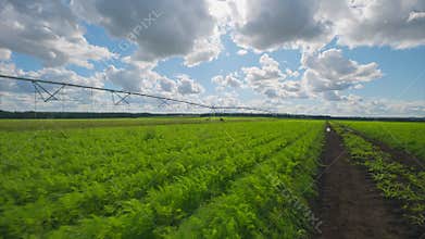 A Vibrant carrots Agricultural Landscape Under a Beautiful Blue Sky on a Bright Sunny Day