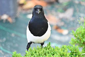 Portrait of a magpie (Pica pica) – a black and white bird in nature
