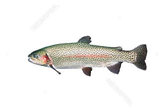 Isolated Trout