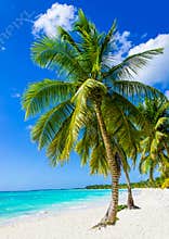 Tropical sandy beach with exotic palm trees