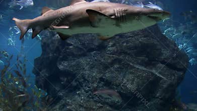 Shark