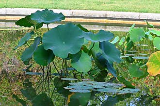 Sacred lotus leaves (Nelumbo nucifera) in a garden pond
