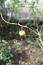 the eggplant is still hanging yellow