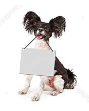 Papillon Dog Holding Blank Sign